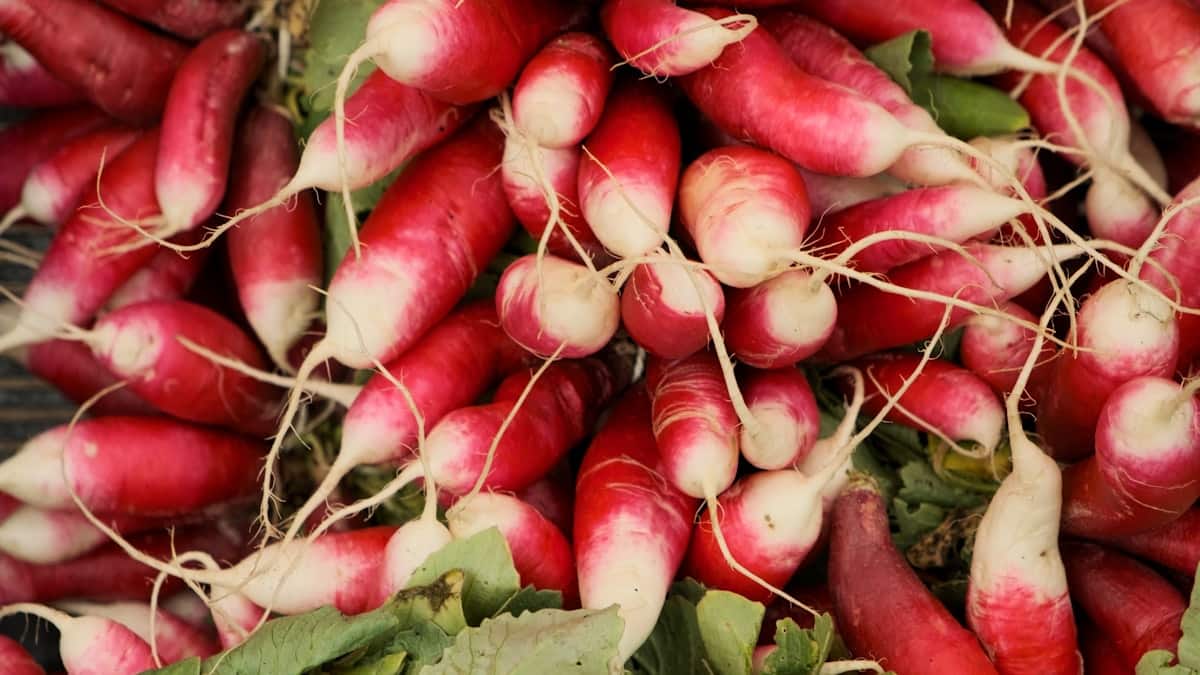 Small whole radishes with green tops attached, ready for kimchi