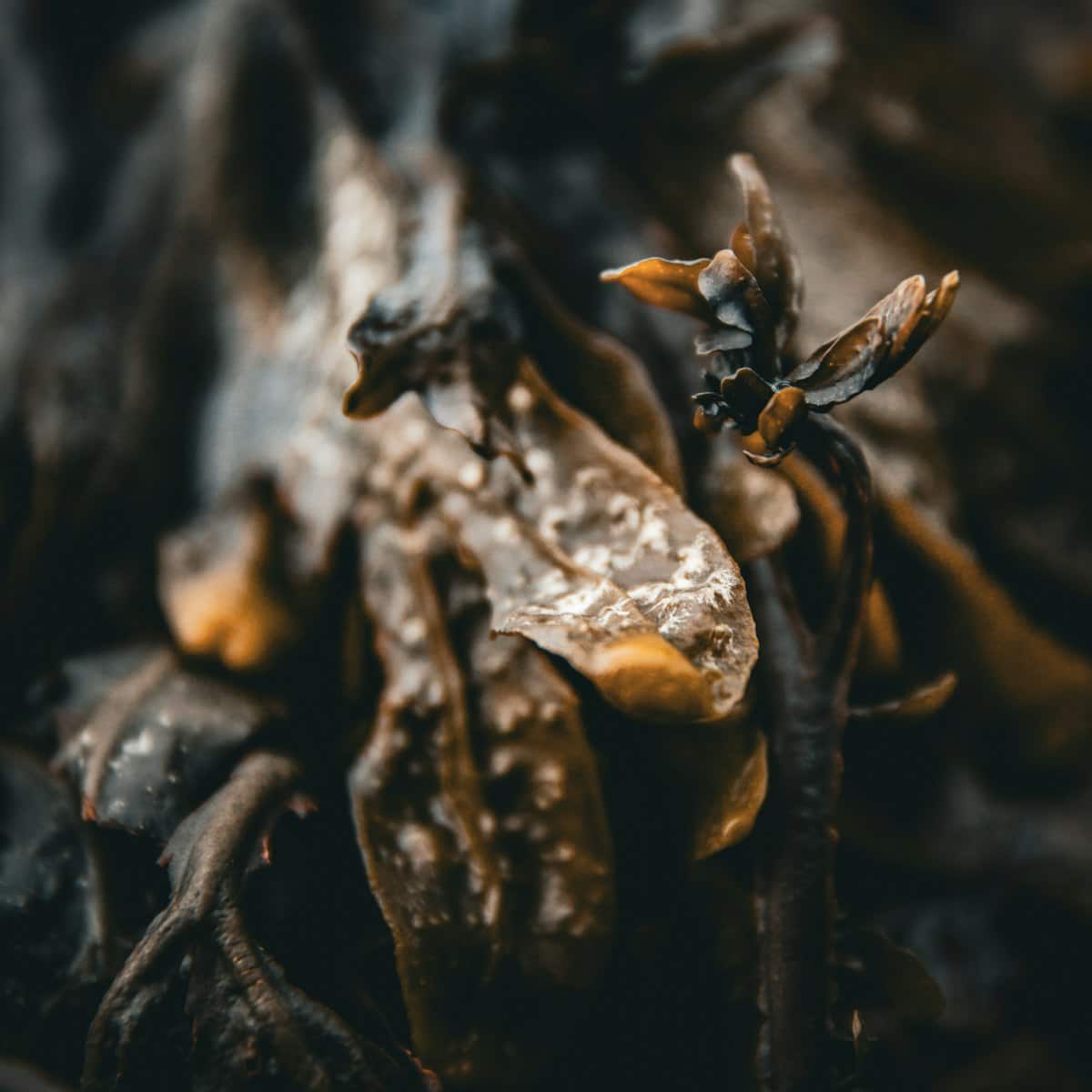 A piece of dark dried kelp