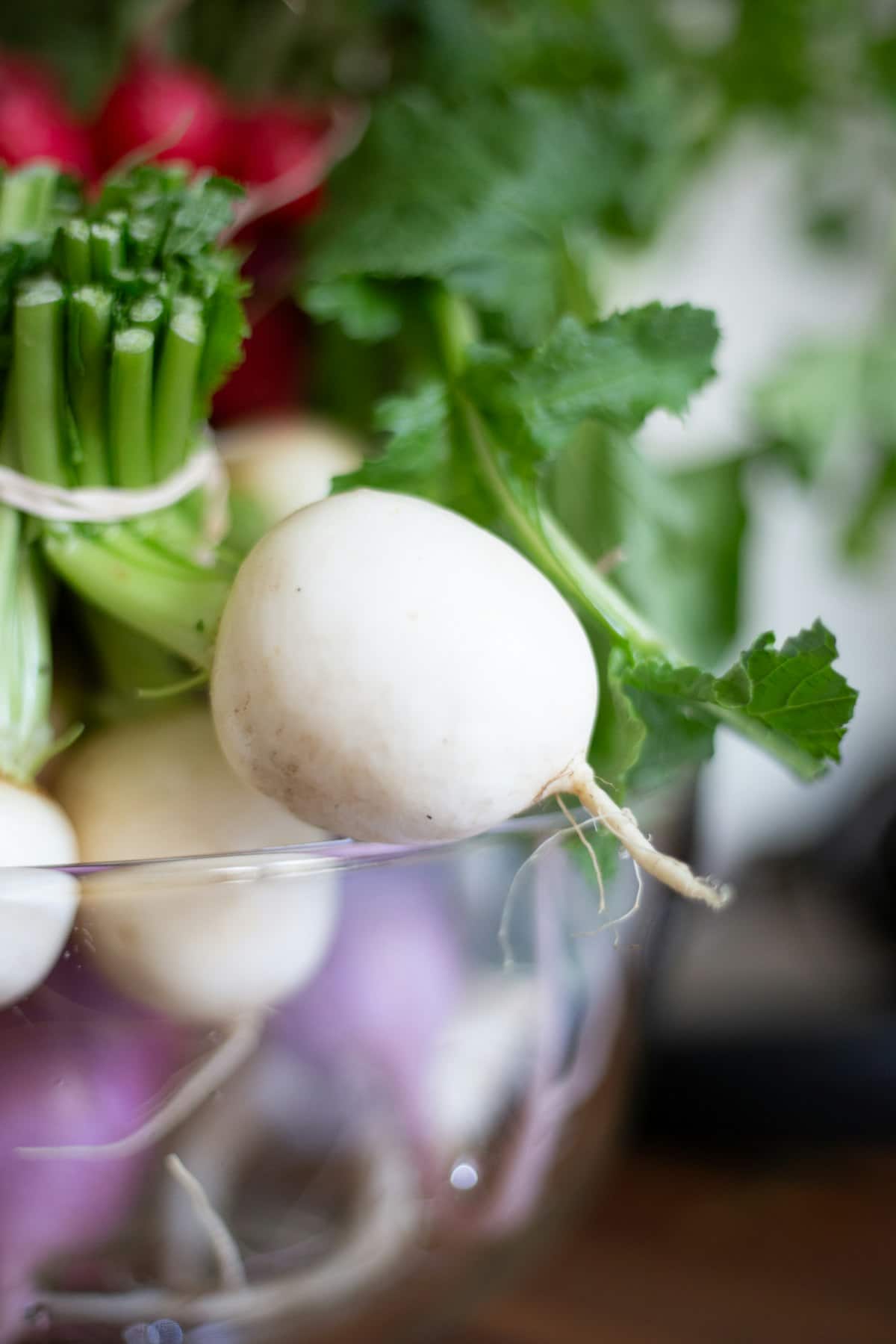 A whole white radish with greens, ready for watery kimchi brine
