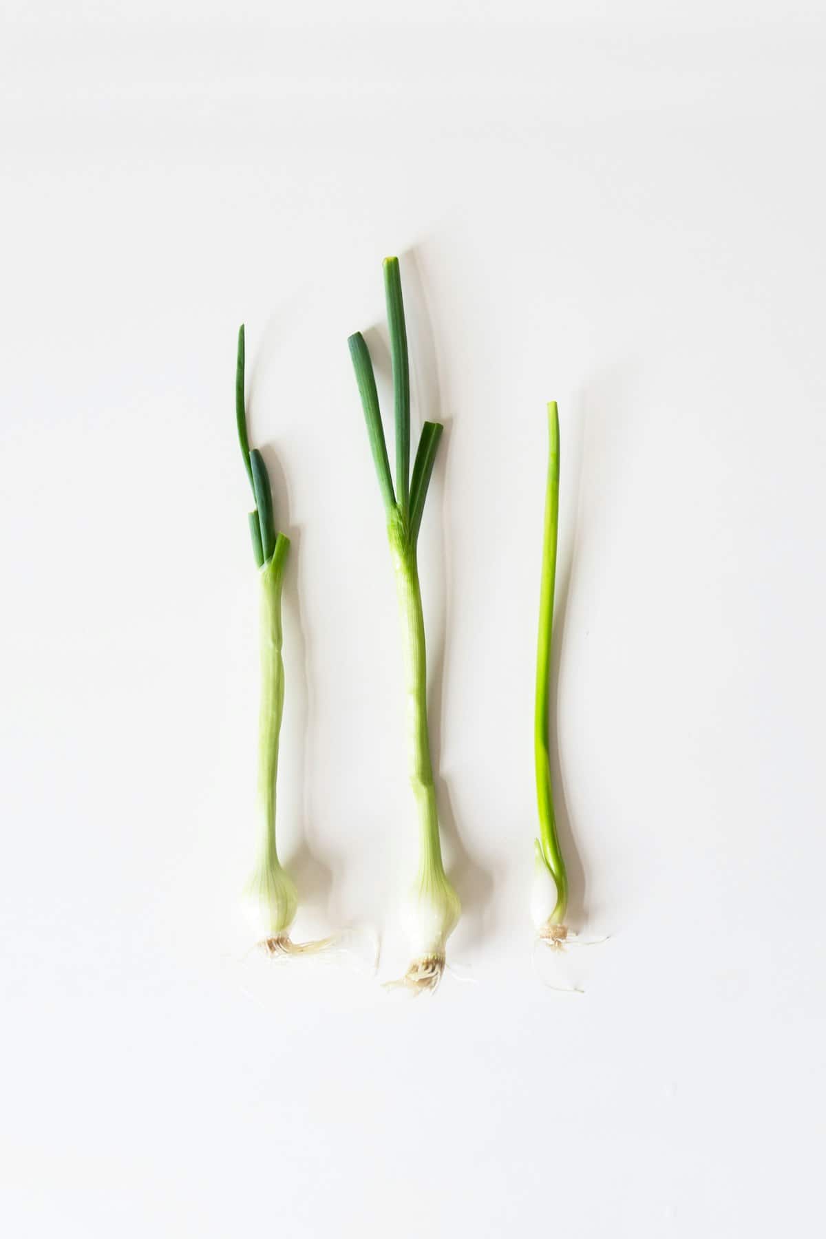 Fresh whole green onions with roots and greens attached