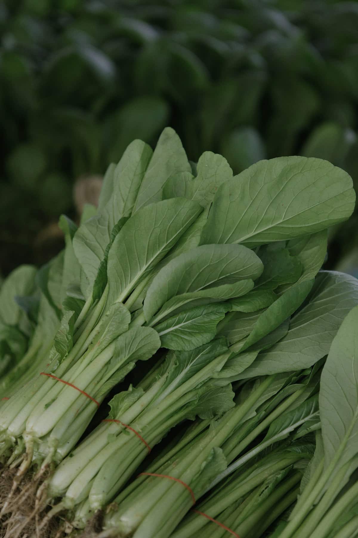 Bundled young leafy greens with tender stems