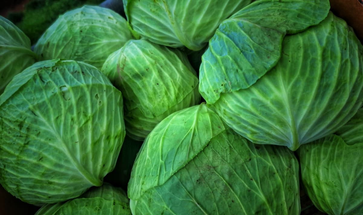 A pile of whole green cabbages