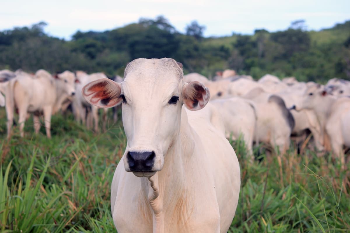 Cattle grazing in a green pasture