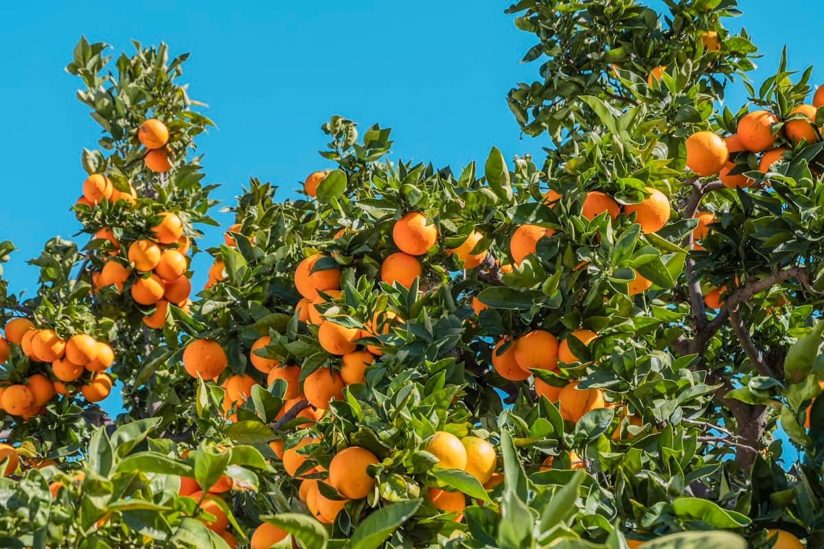Citrus trees heavy with ripe orange fruit