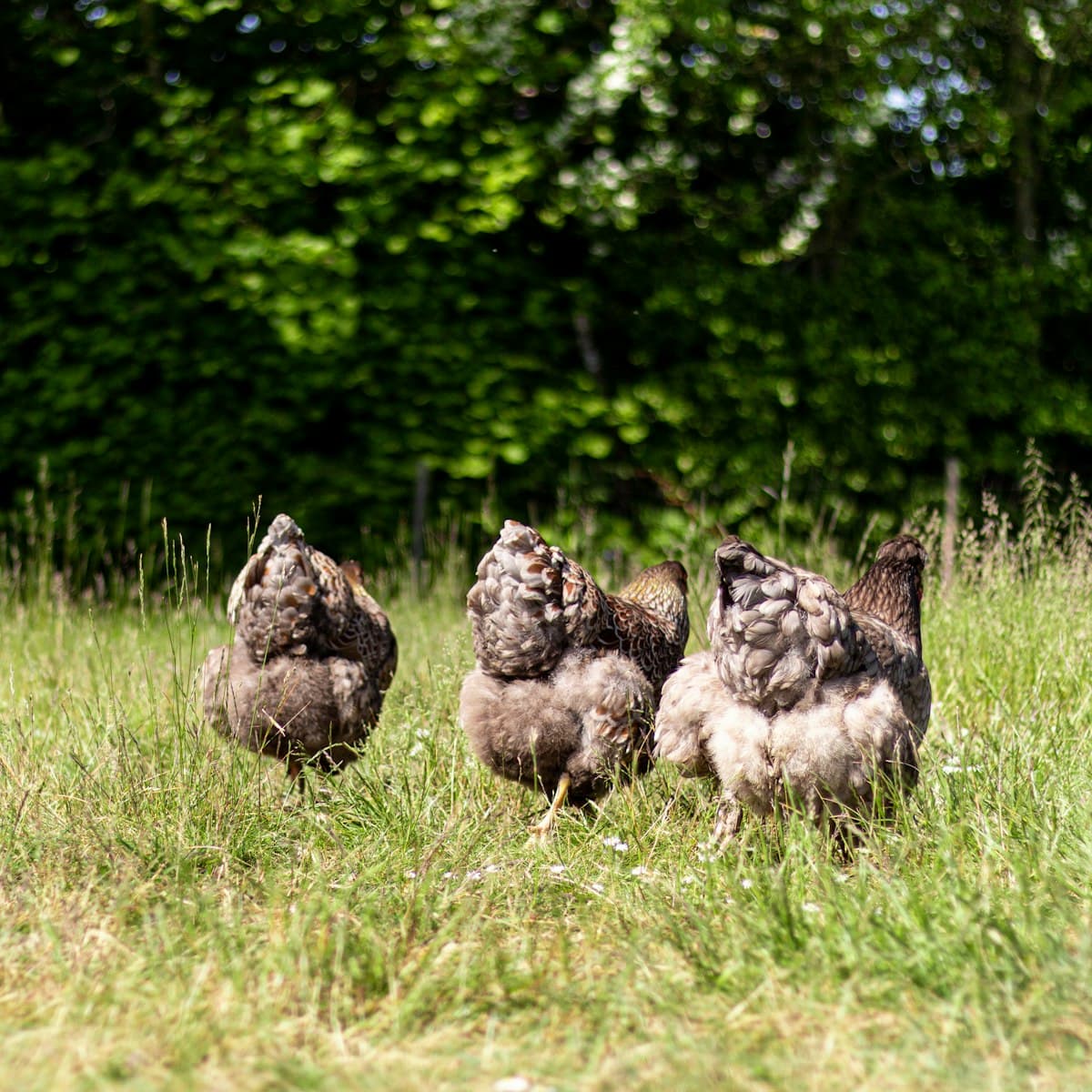 Free-range chickens foraging in a grassy field