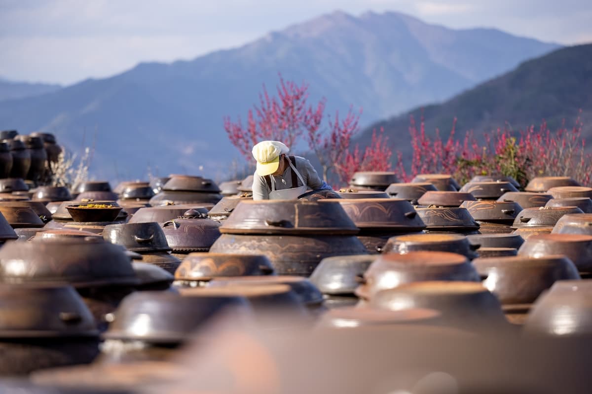 Rows of traditional Korean onggi fermentation jars outdoors in a mountain setting
