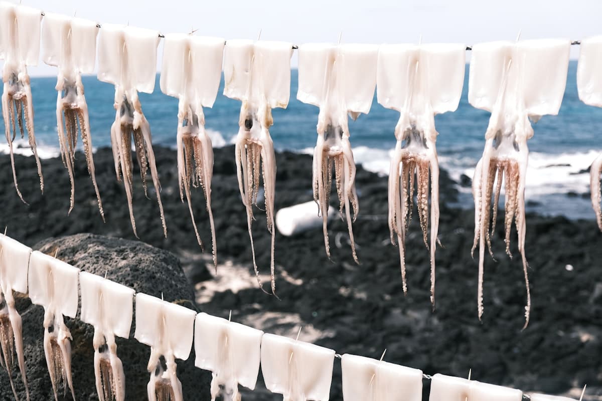 Rows of squid hanging to dry by the rocky coastline