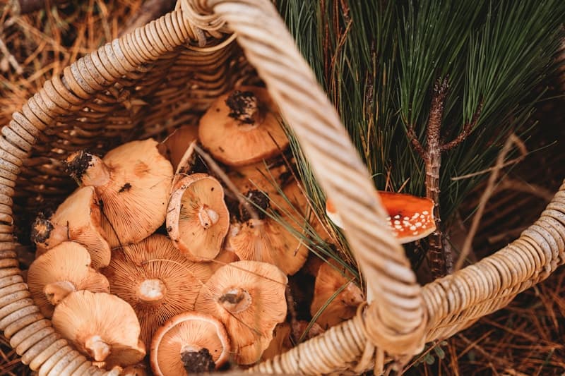 A wicker basket filled with freshly foraged mushrooms