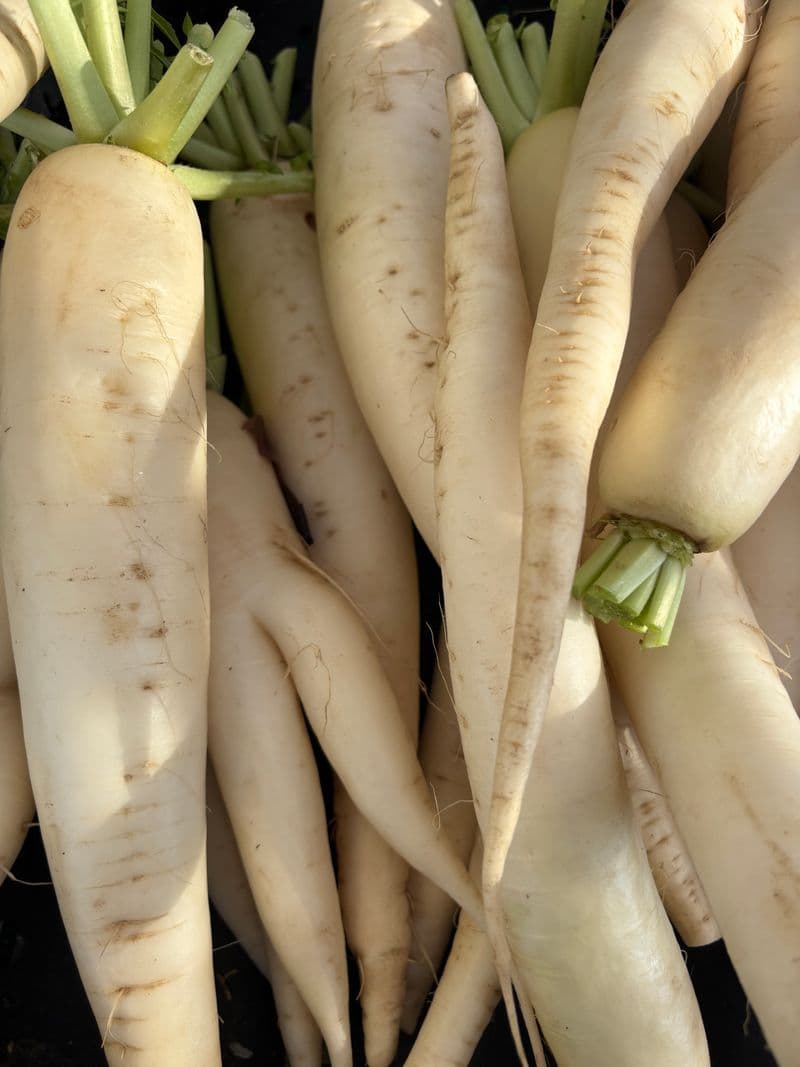 A pile of fresh whole white daikon radishes with green stems