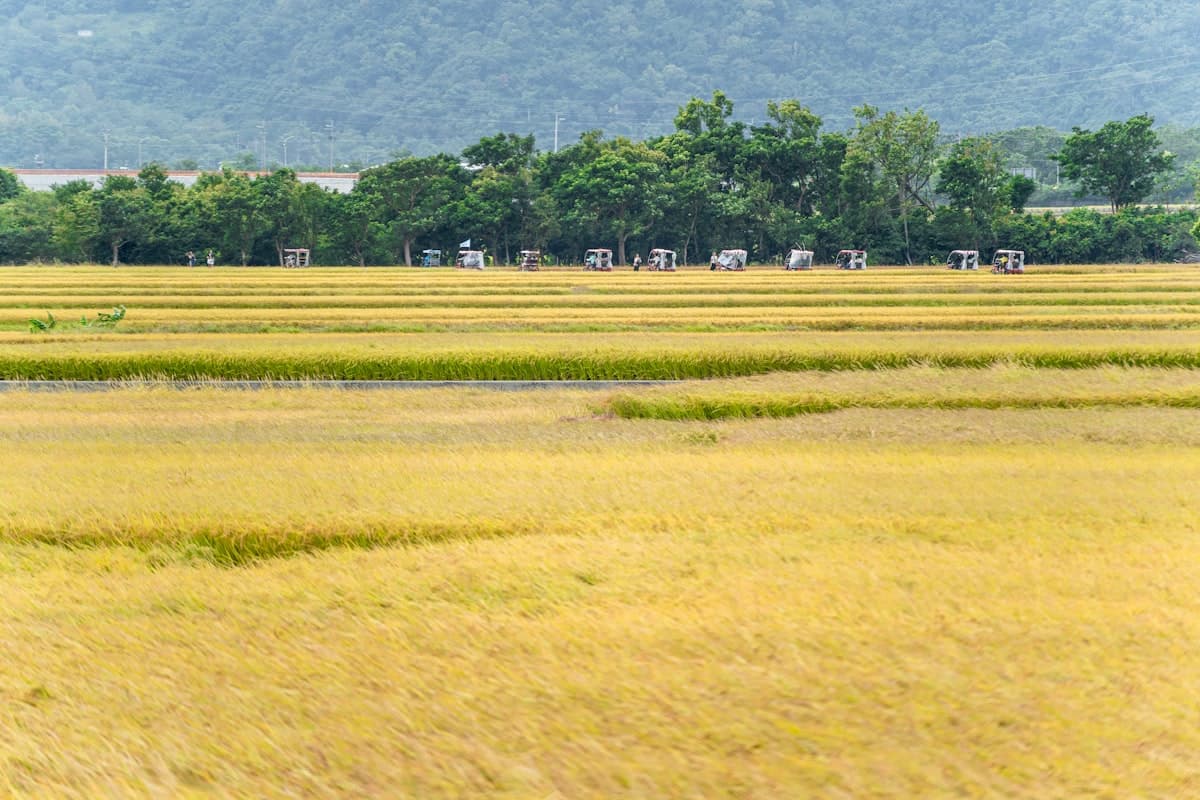 A golden rice field ready for harvest