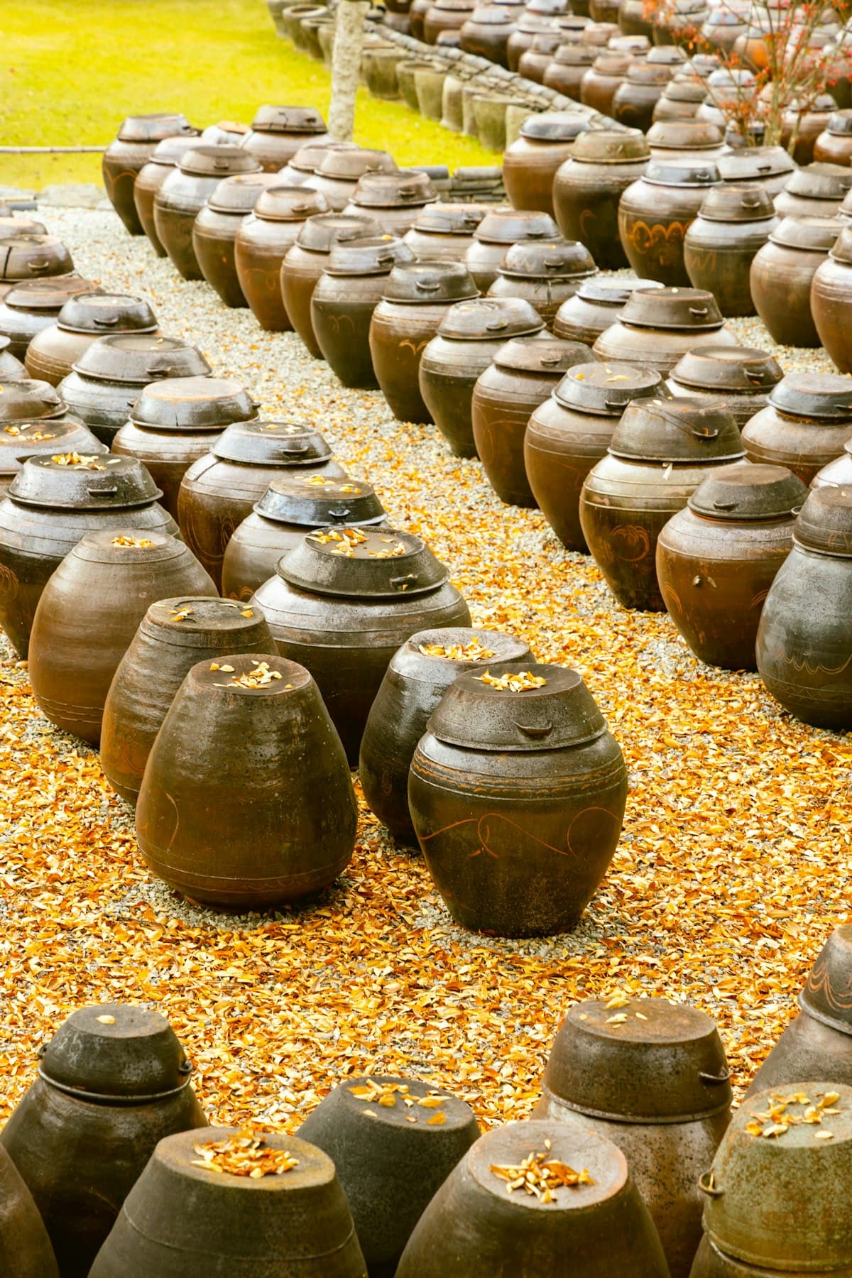 Rows of traditional Korean onggi fermentation jars outdoors