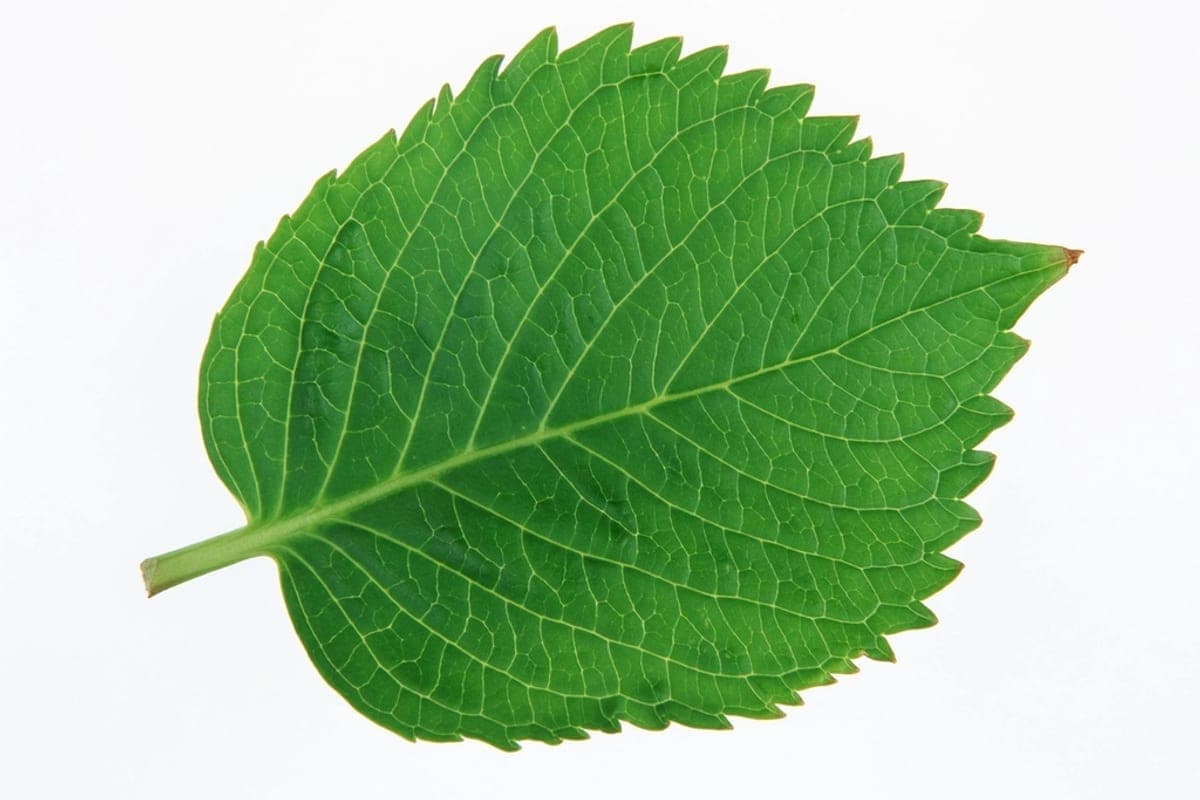 Fresh perilla leaves stacked