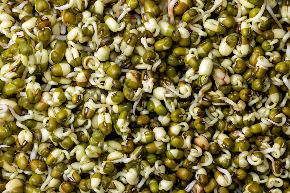 A pile of fresh sprouted mung beans