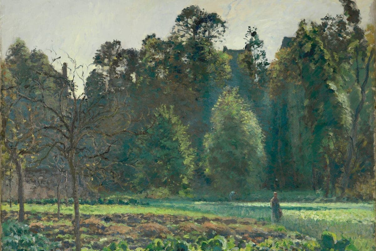 A field of cabbages ready for harvest