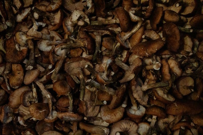 A dense pile of assorted brown mushrooms
