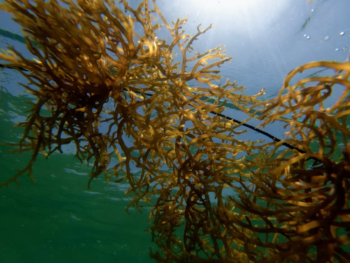 Brown seaweed strands floating underwater