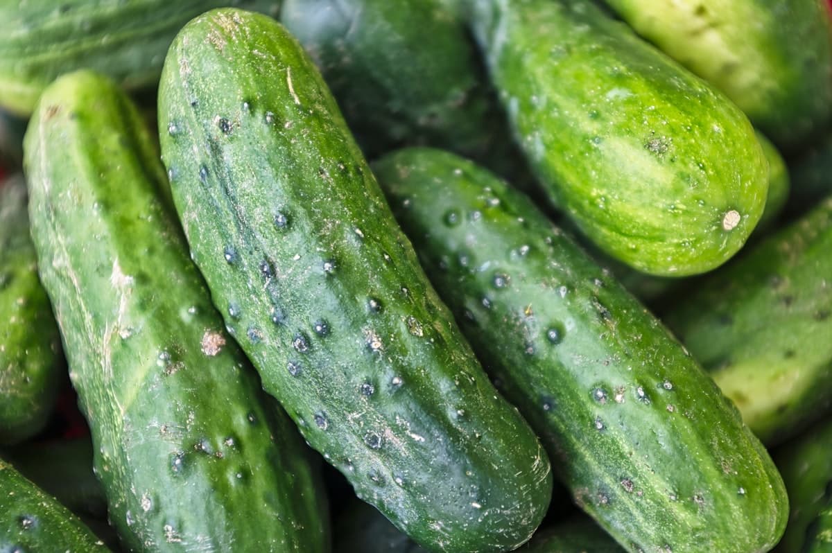 A pile of fresh whole cucumbers