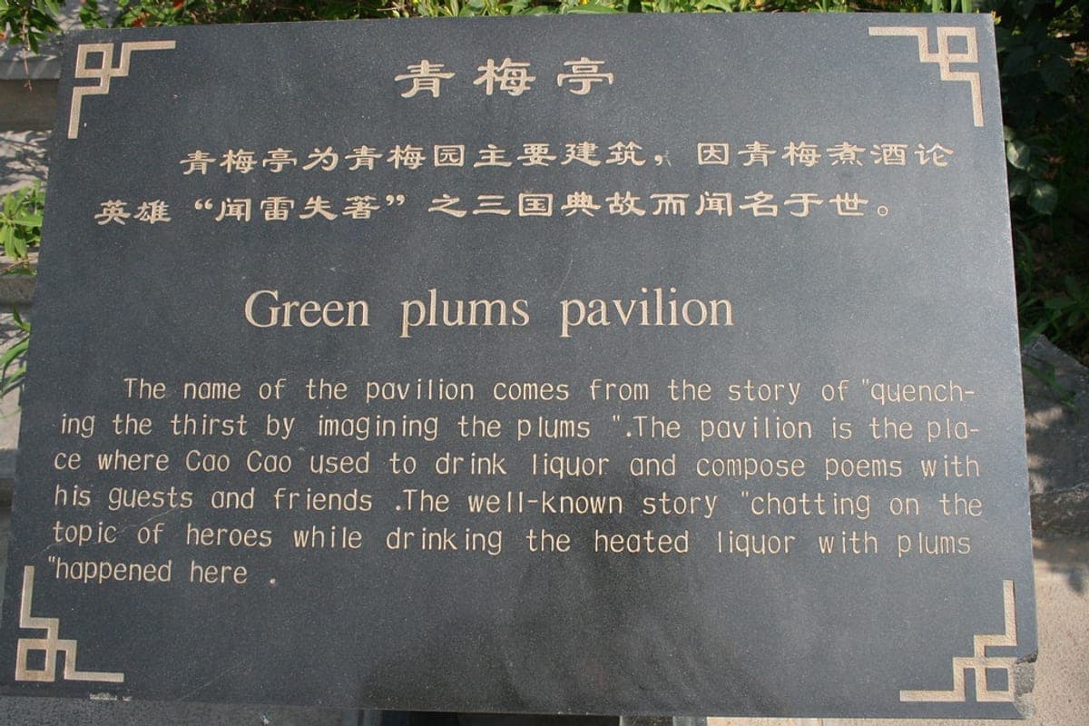 Fresh green plums on a branch