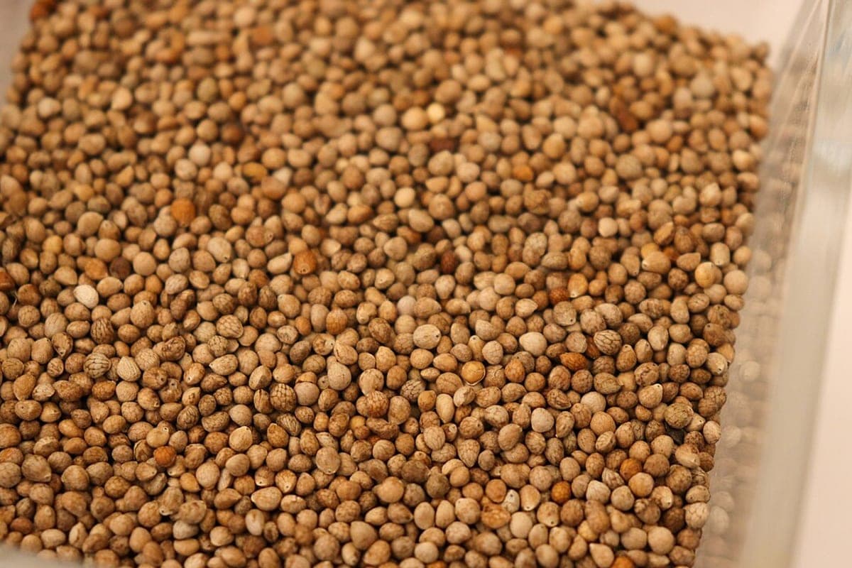 A scattering of small round perilla seeds