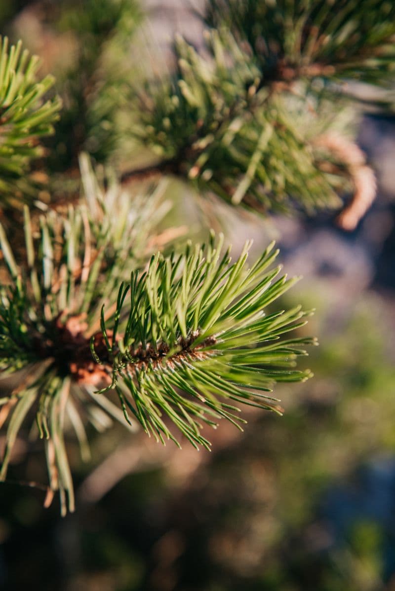 Close-up of green pine needles on a branch