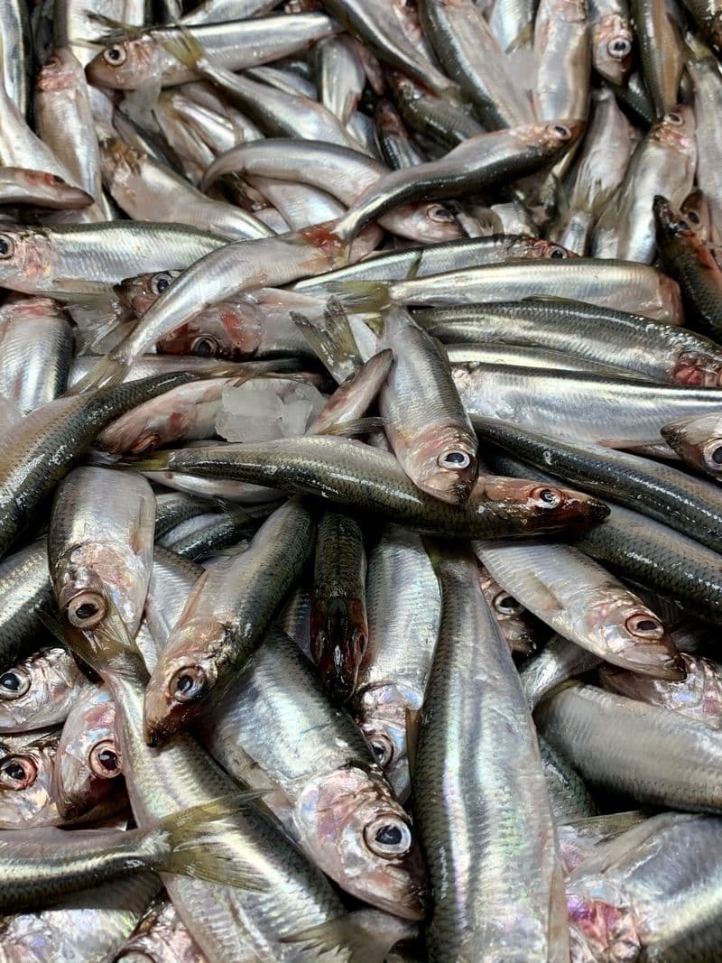 A pile of small silvery anchovies