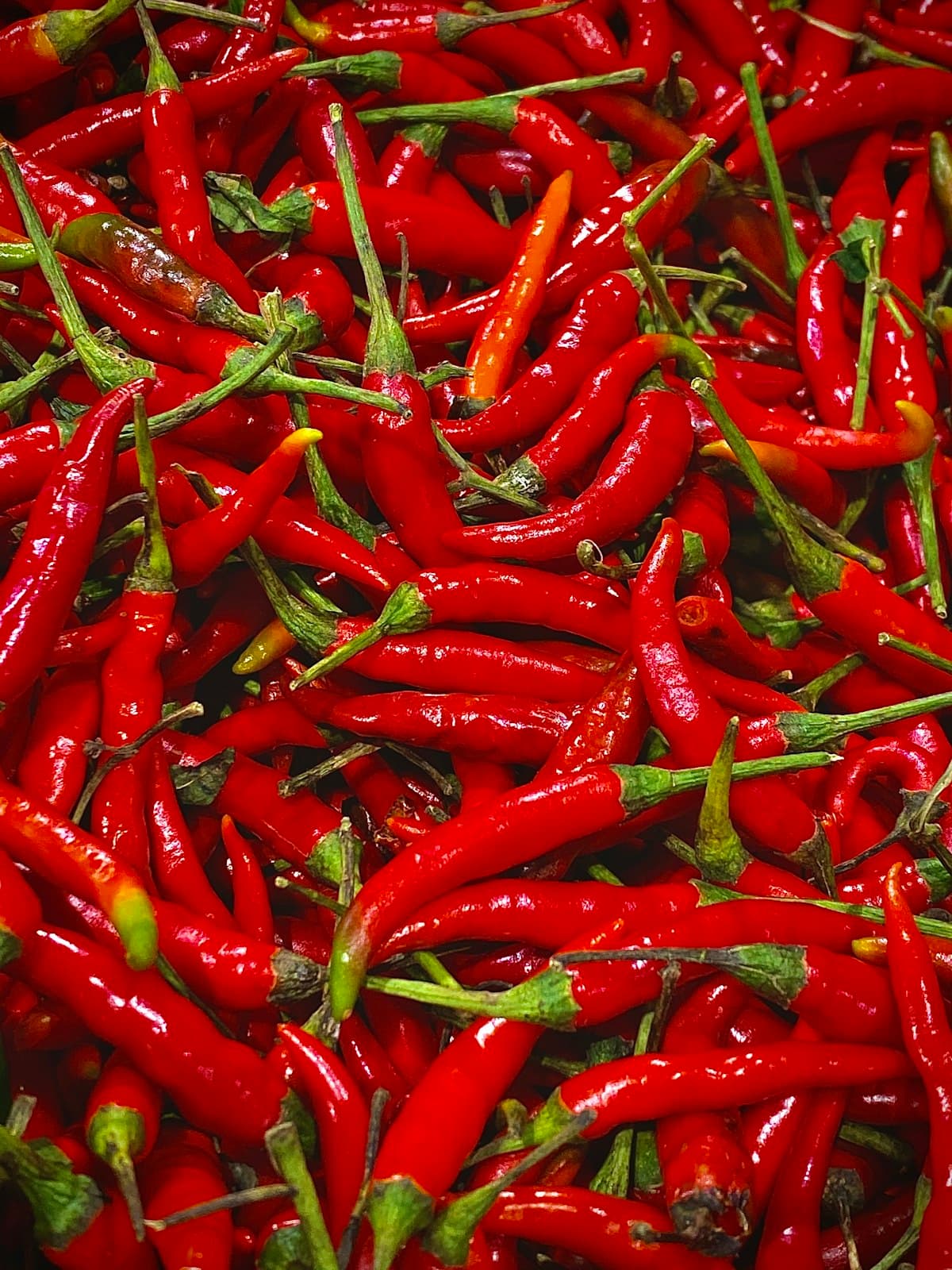 A large pile of fresh red chili peppers