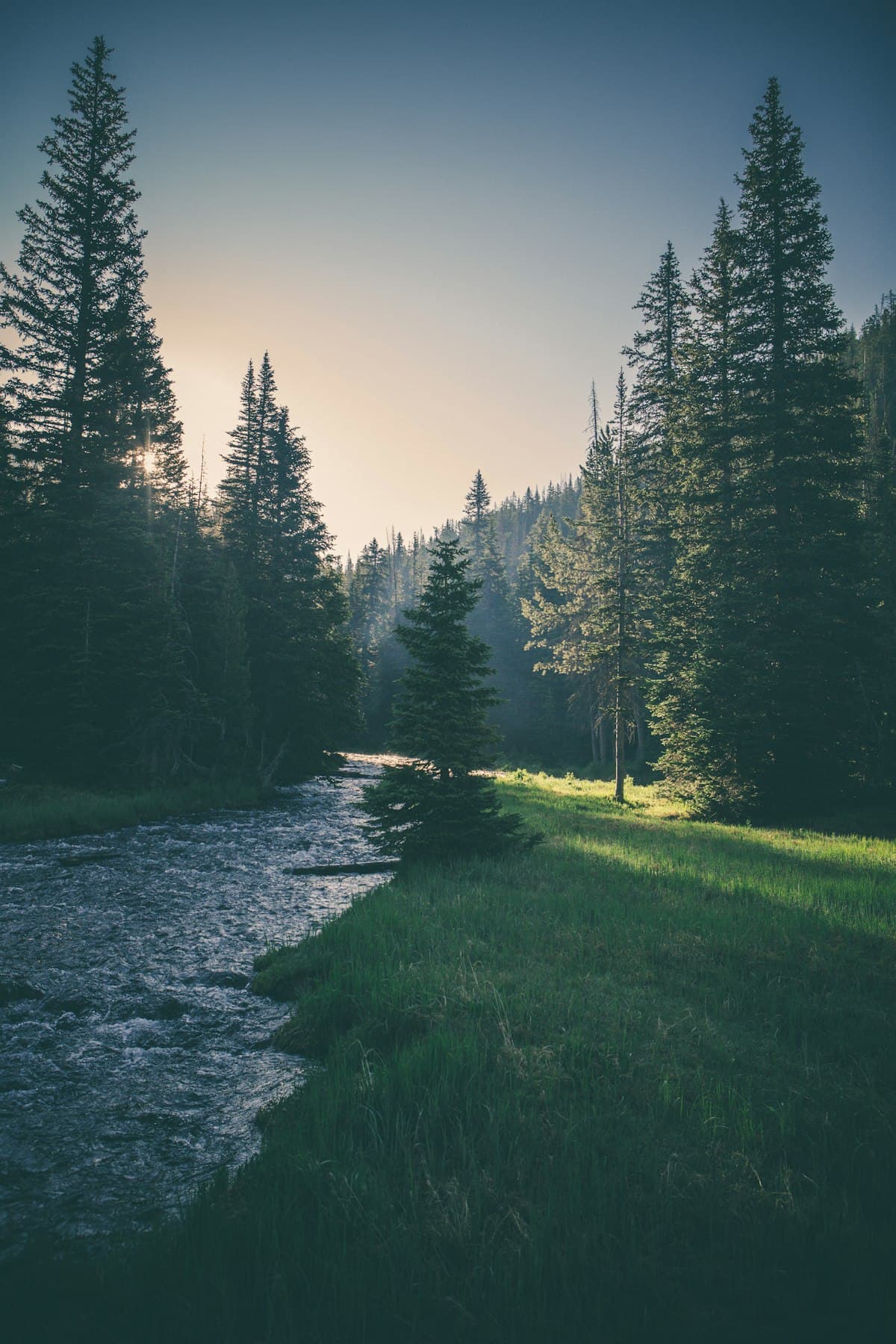 A calm forest stream running through tall pine trees