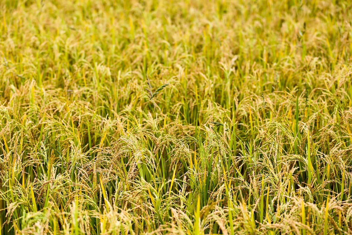 A golden rice field, evoking the farming rituals behind seolleongtang's name