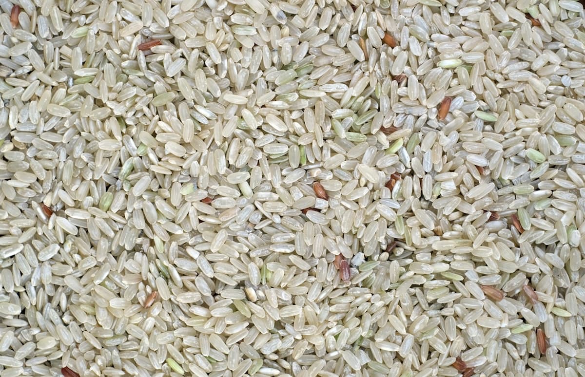 Grains of malted rice in a pale liquid