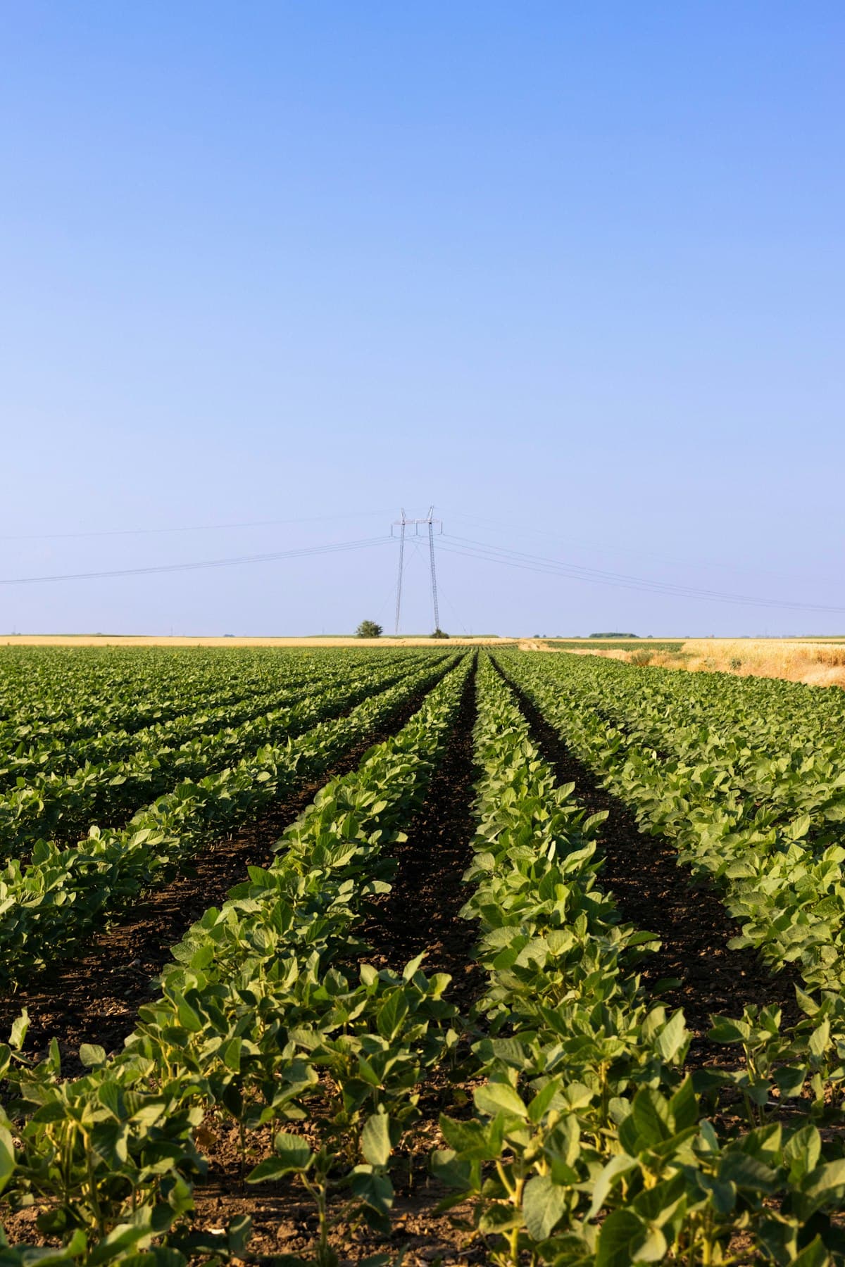 Rows of green soybean plants in a farm field