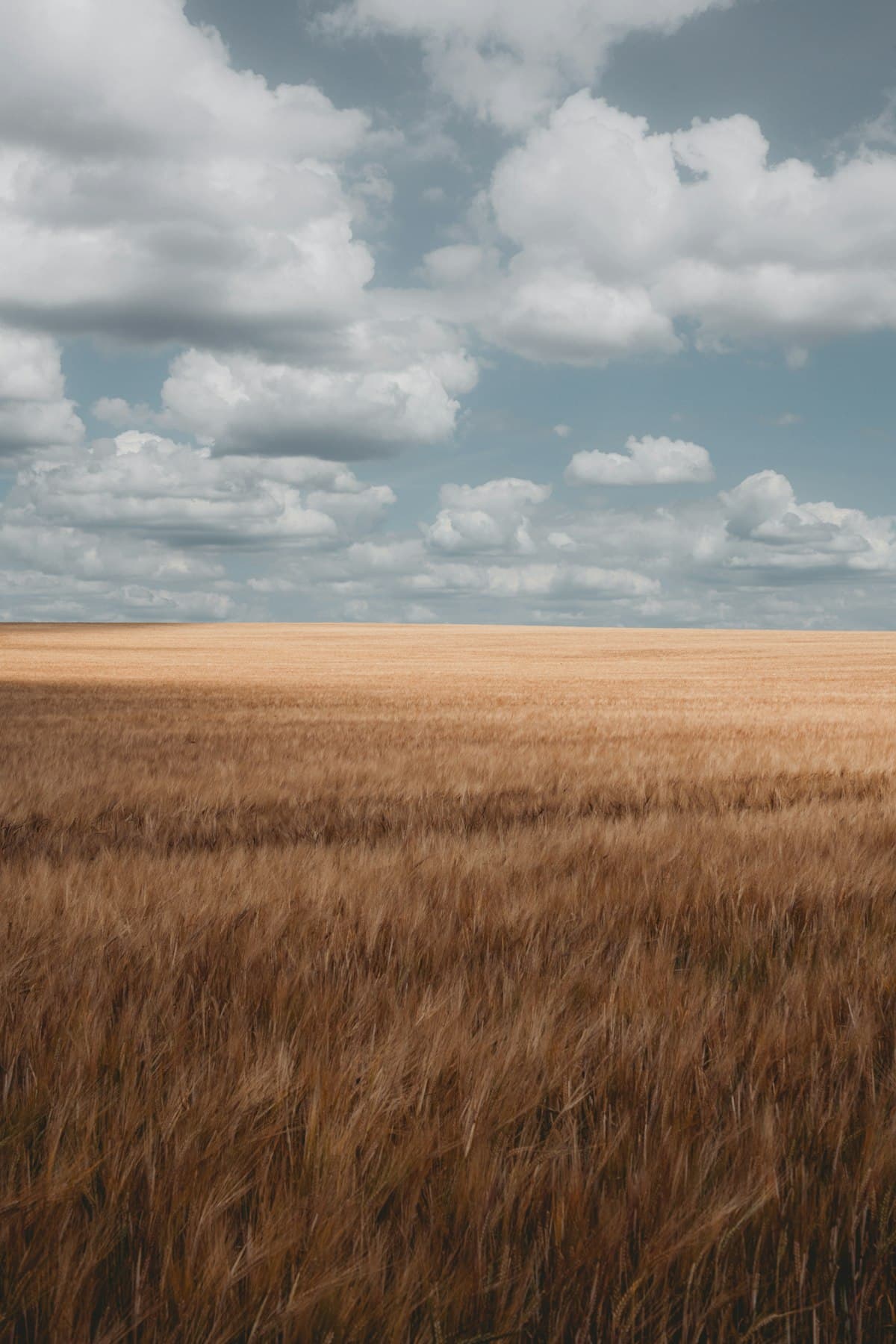 A golden wheat field under a partly cloudy sky