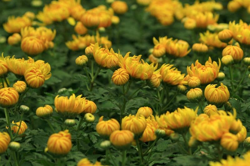 A field of yellow chrysanthemum flowers