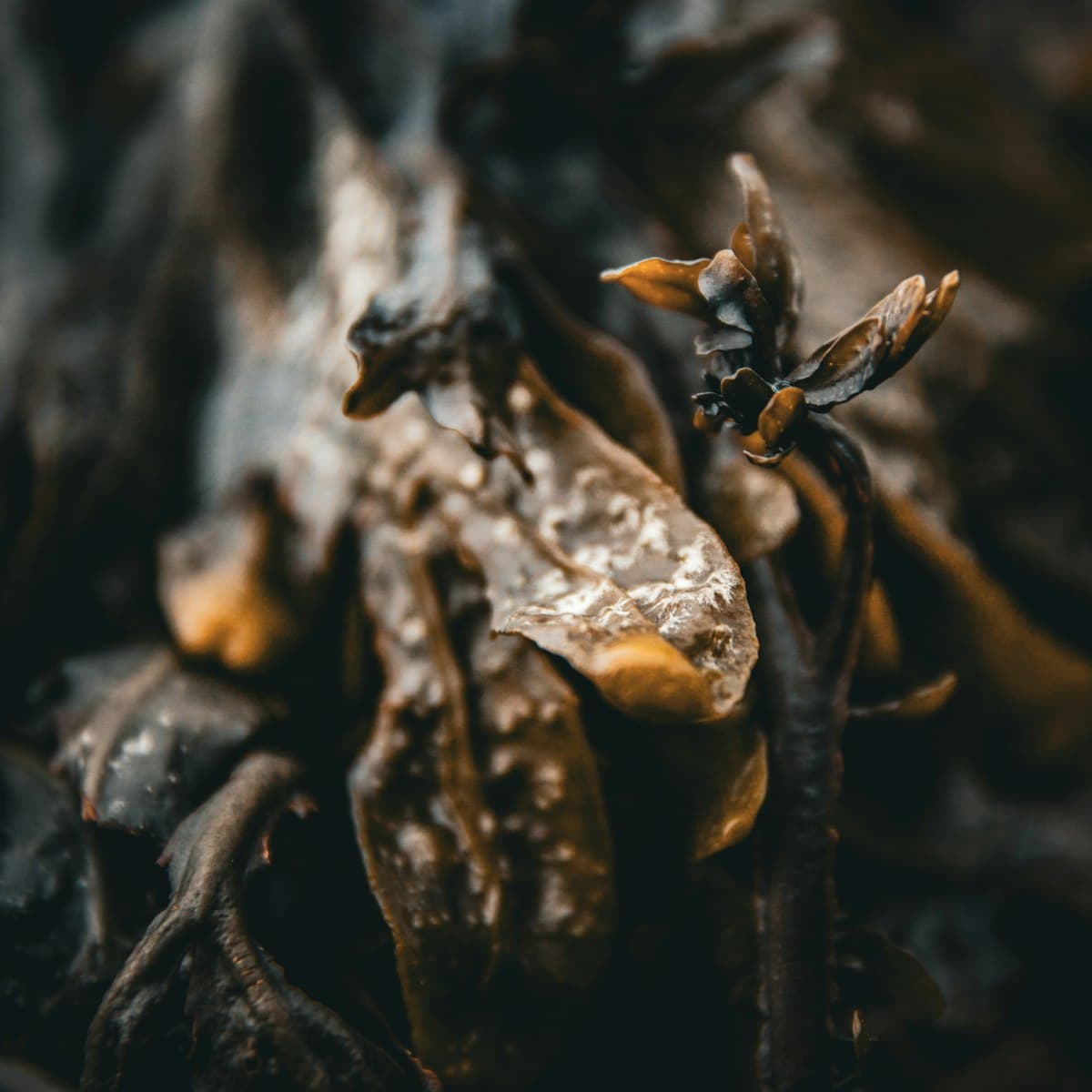 A piece of dark dried kelp