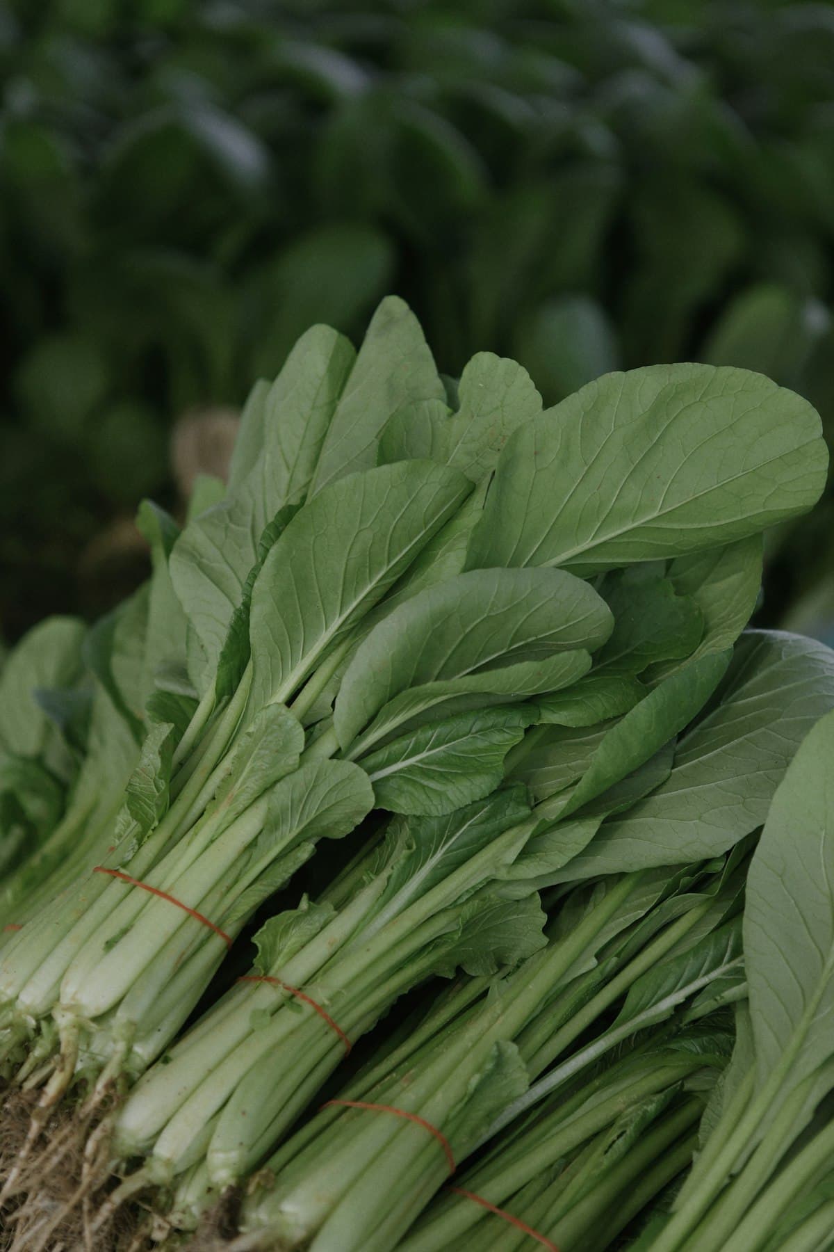 Bundled young leafy greens with tender stems