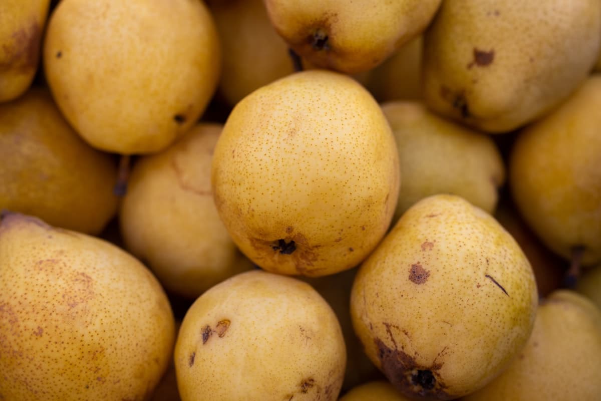 A pile of tan-skinned Asian pears