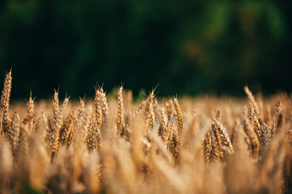 A golden barley field close-up with tall grain stalks