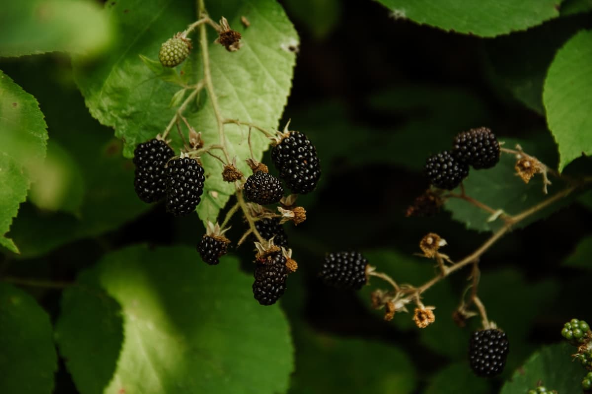 Dark black raspberries growing on a bramble bush