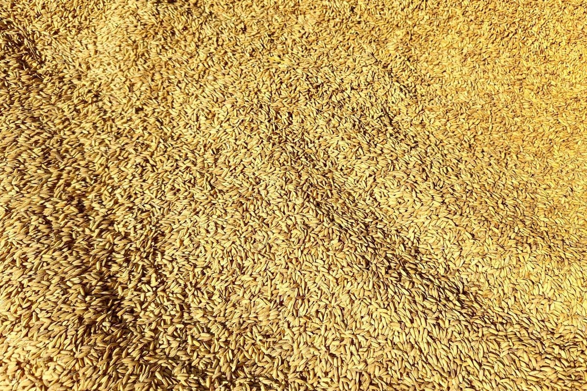 Uncooked short-grain rice grains