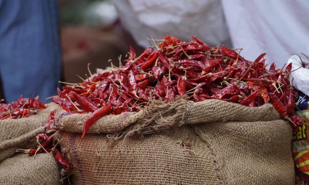Burlap sacks overflowing with dried whole red chilies