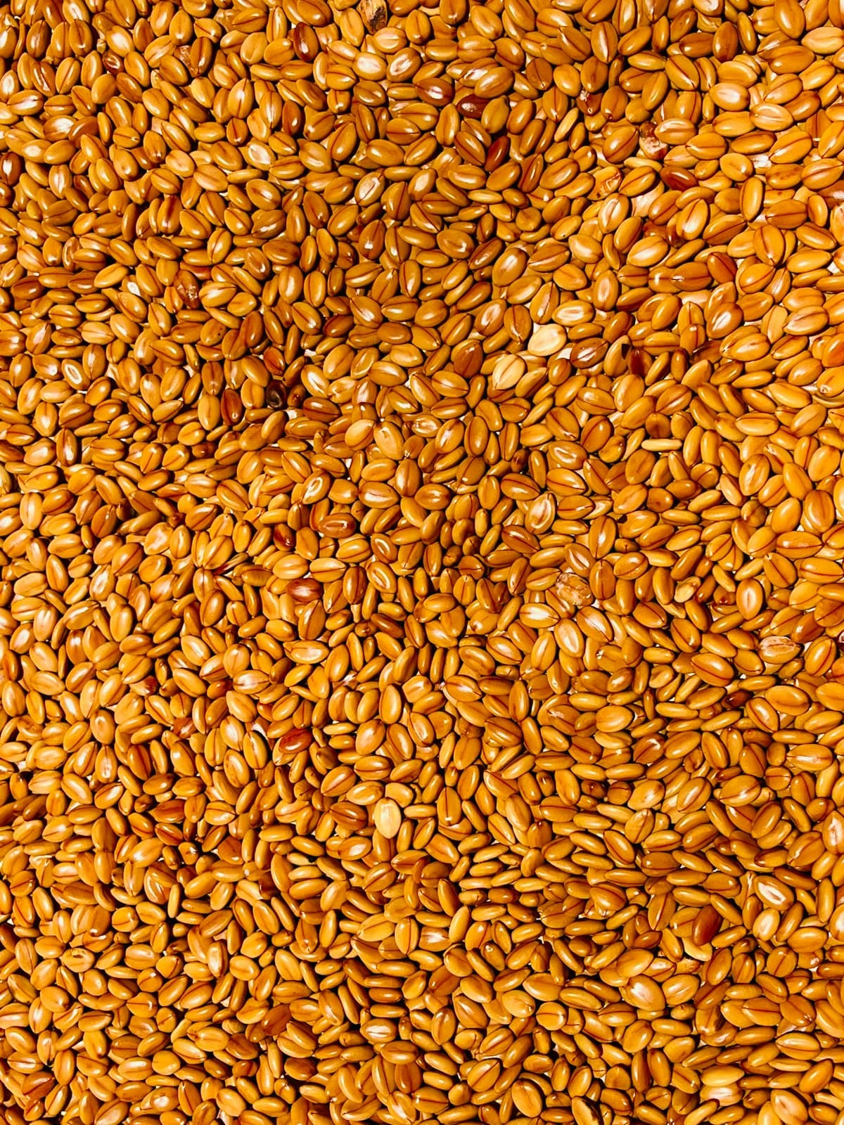 A close-up spread of small golden-brown seeds