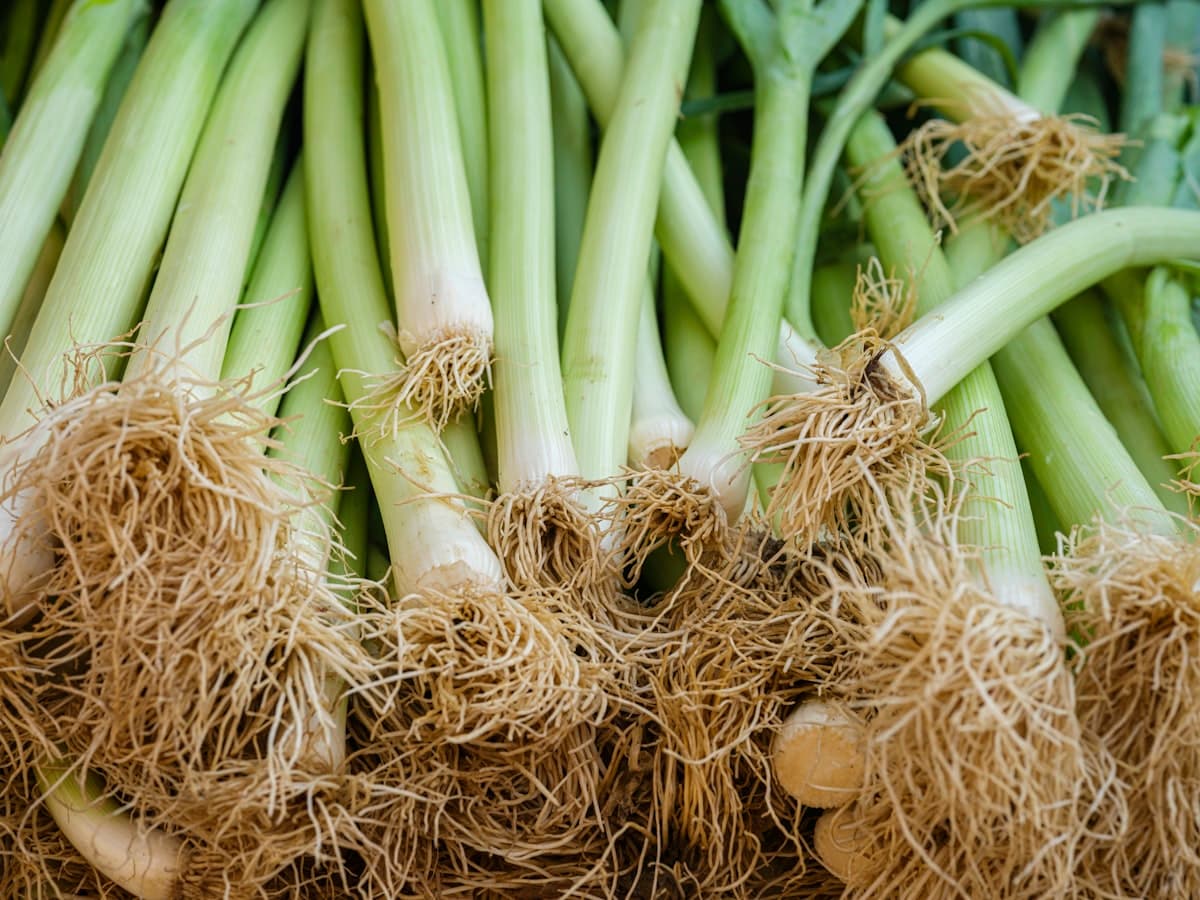 Fresh green onions with roots still attached
