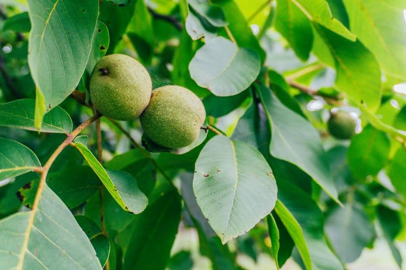Green unripe walnuts growing on a leafy branch