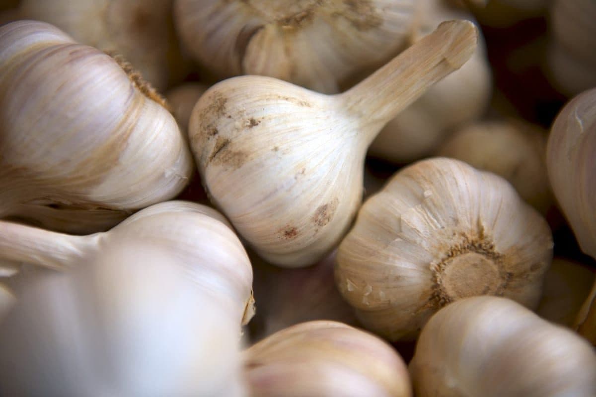 Whole garlic bulbs