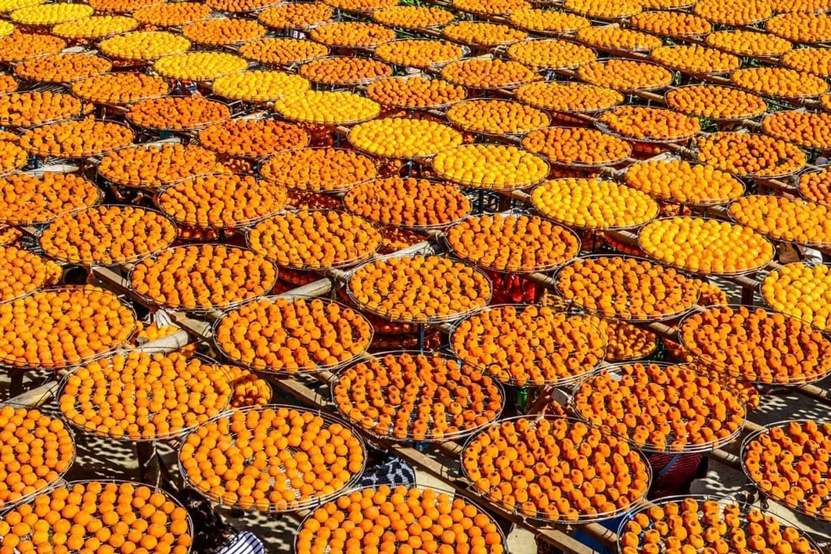 Dried persimmons hanging to cure