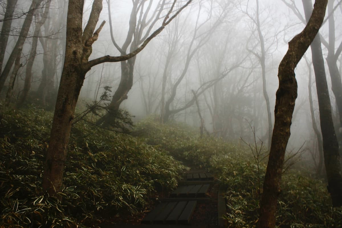 A misty forest trail winding through bare trees