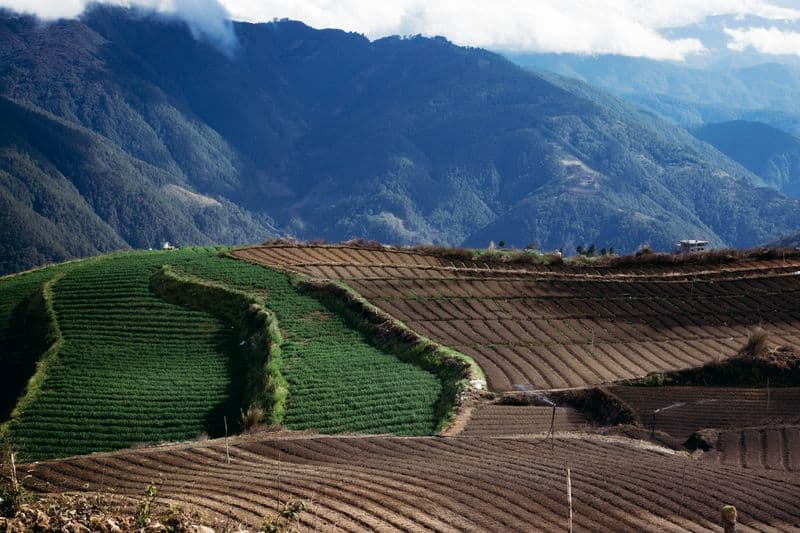 Terraced farm fields on a mountainside