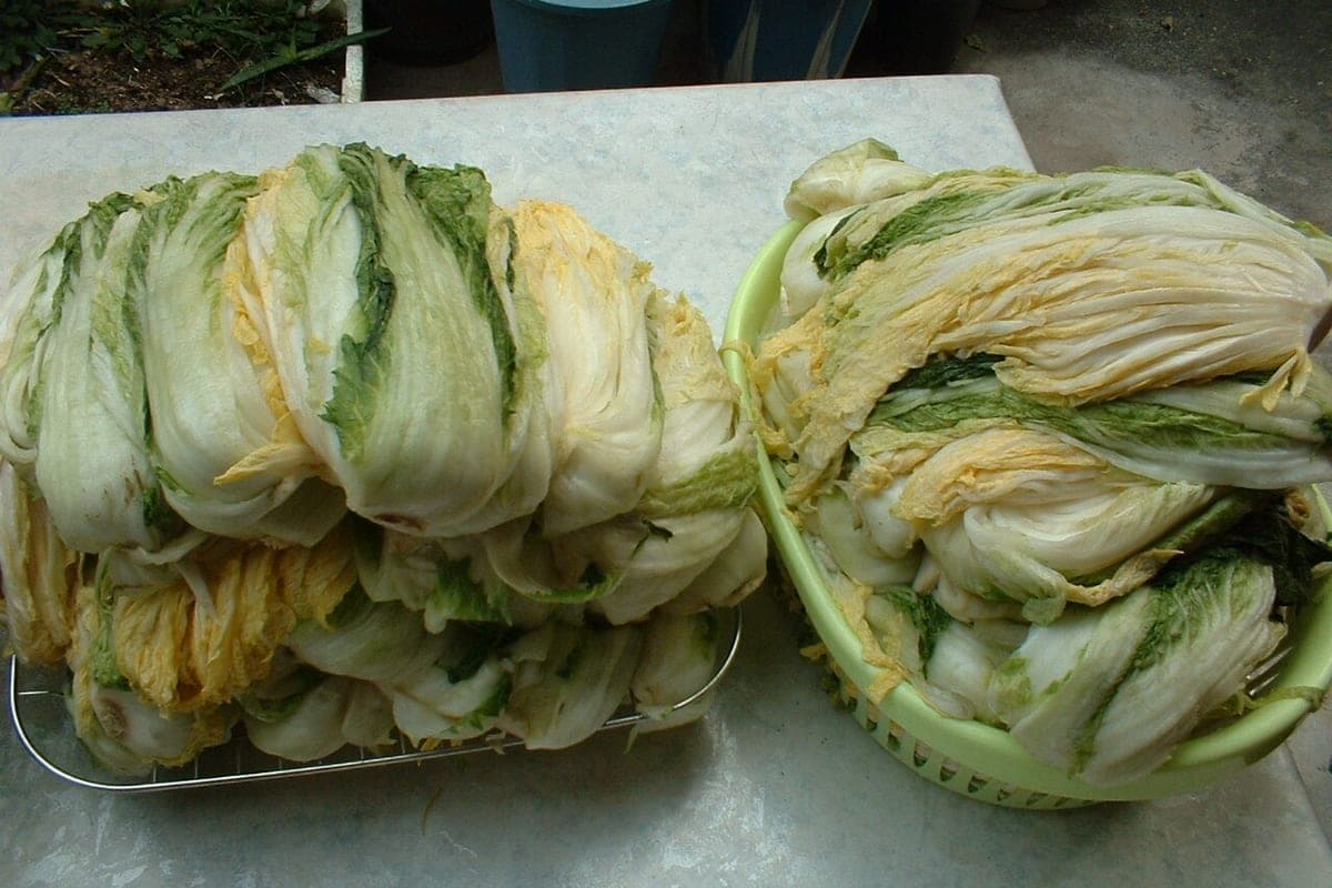 Halved heads of salted napa cabbage draining in a basket