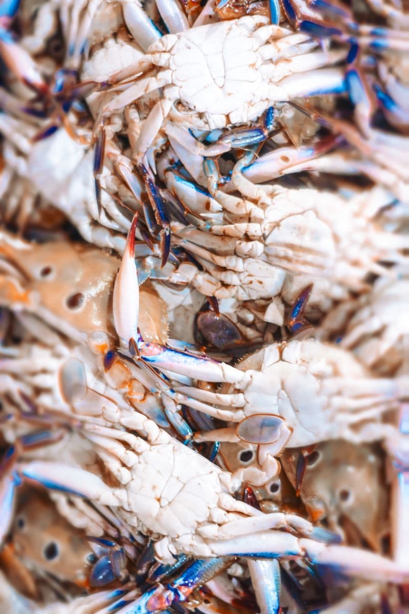 A close-up cluster of raw blue crabs