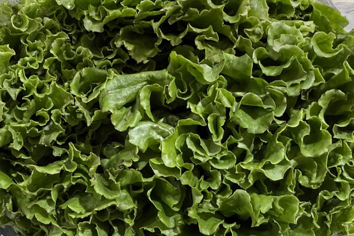 A dense pile of fresh, ruffled green leaf lettuce