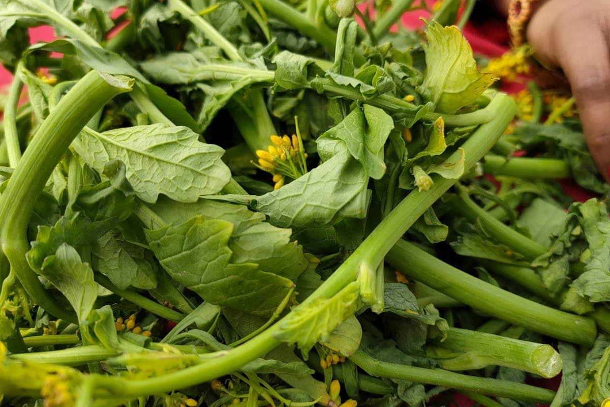 A bunch of leafy mustard greens